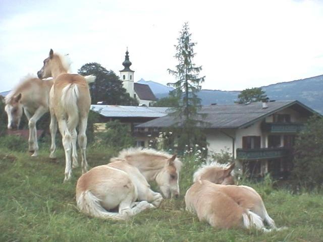 Campingplatz Torrenerhof Golling an der Salzach Eksteriør bilde